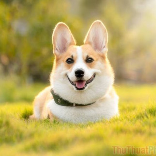 Hoả táng thú cưng lấy cốt