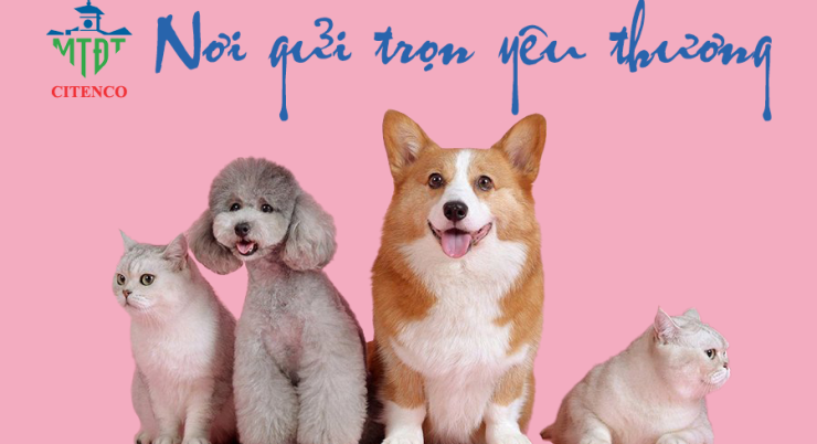 Dịch vụ hỏa táng thú cưng, thiêu chó mèo