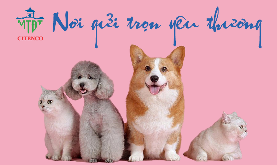 Dịch vụ hỏa táng thú cưng, thiêu chó mèo