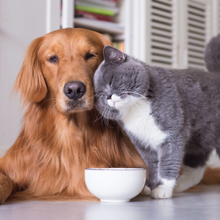Thú cưng không lấy cốt